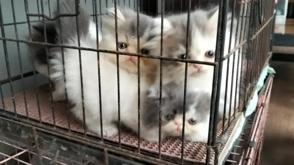 Kucing Persia Flatnose & Peaknose