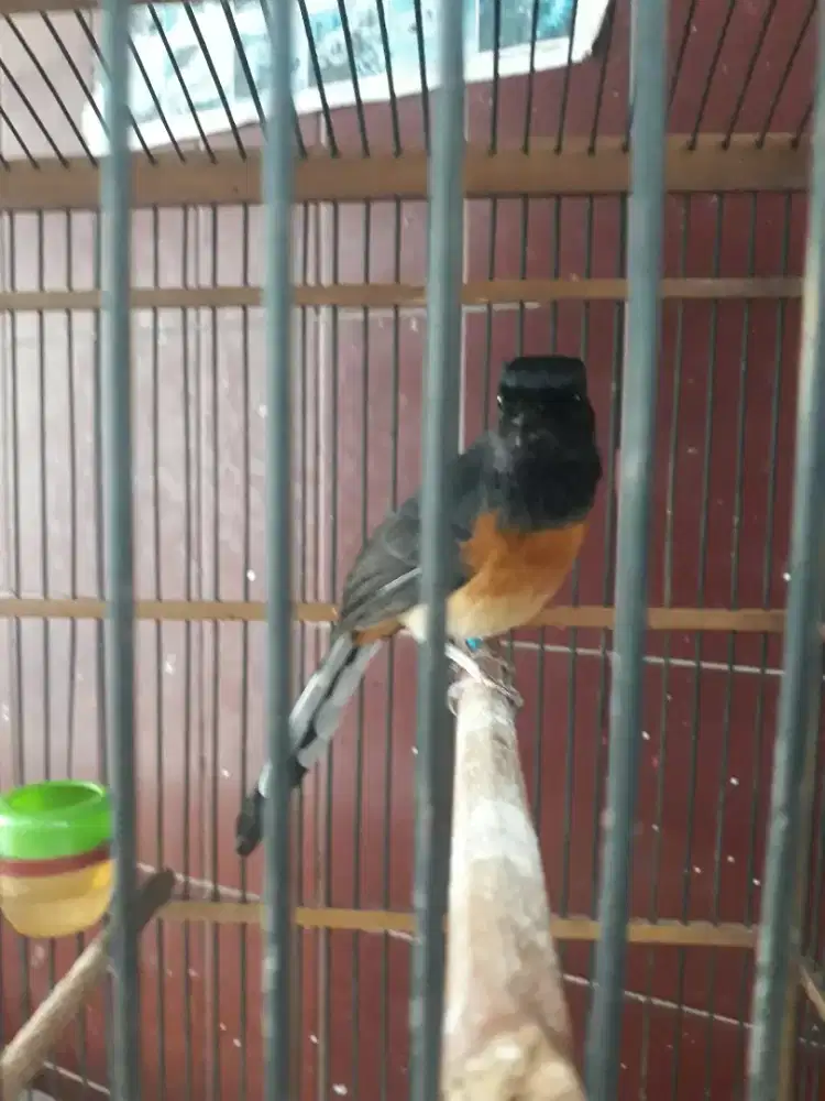 muray ring wiksar baru dorong ekor