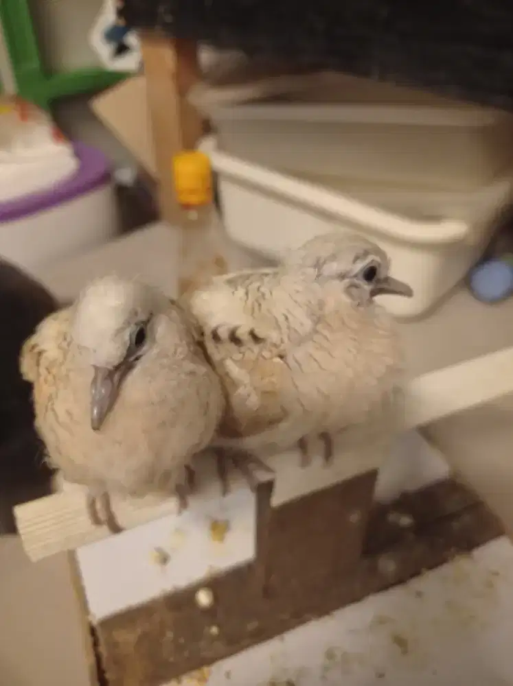 Di jual perkutut golden thailand ori