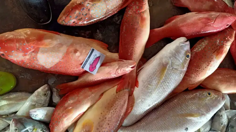 Membutuhkan driver motor