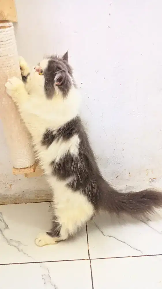 Kucing persia flatnose