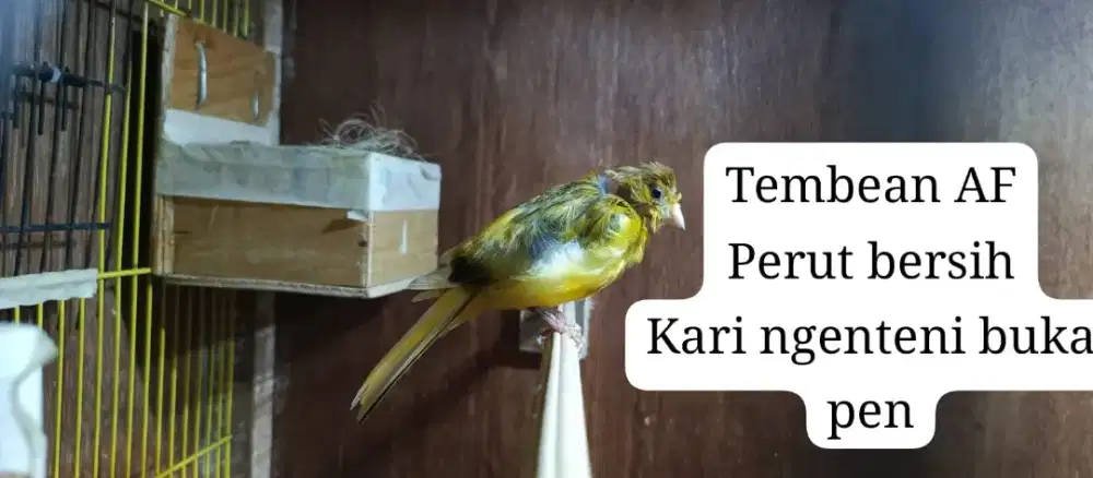 Kenari betina af siap kawin