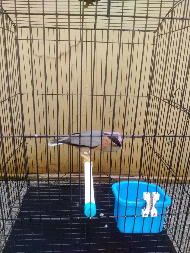 Burung jalak brahma jantan .