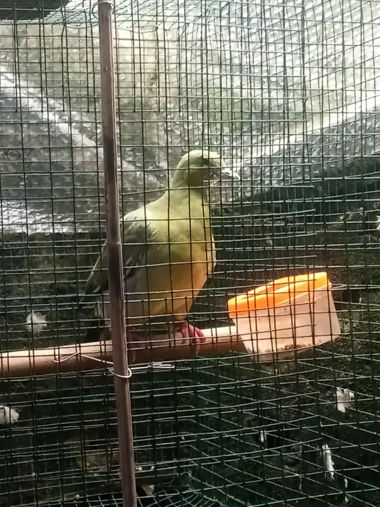 Punai daun makan milet harian rajin aja