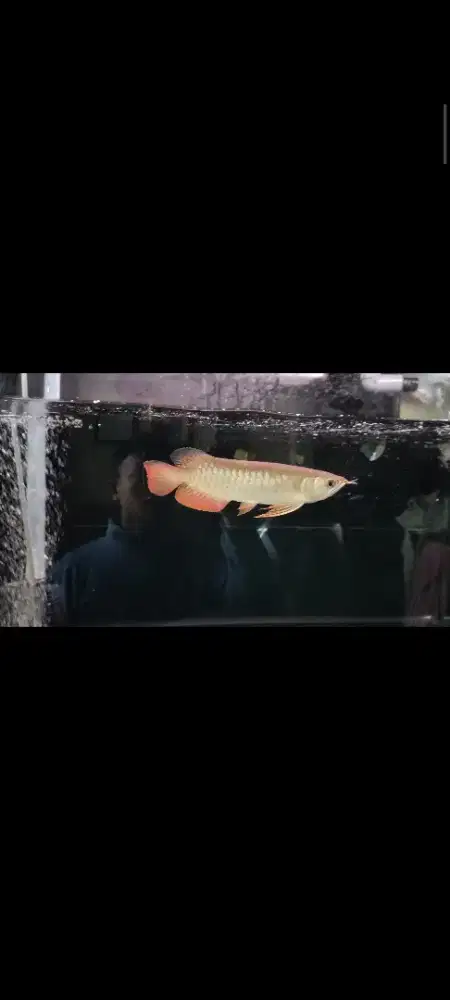 Ikan golden red 25cm