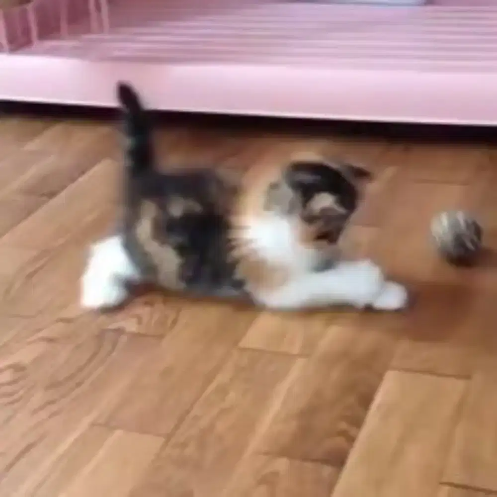 CARI KERJA FREELANCE