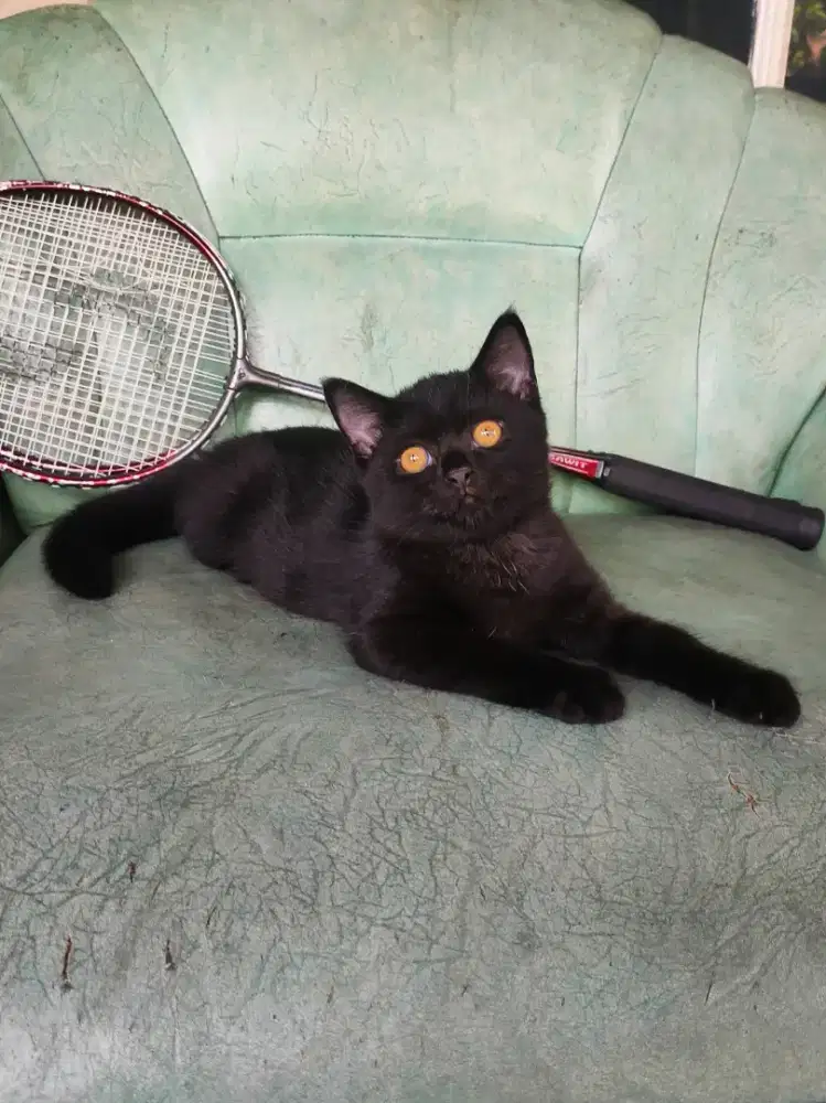 BSH munchkin NS Black