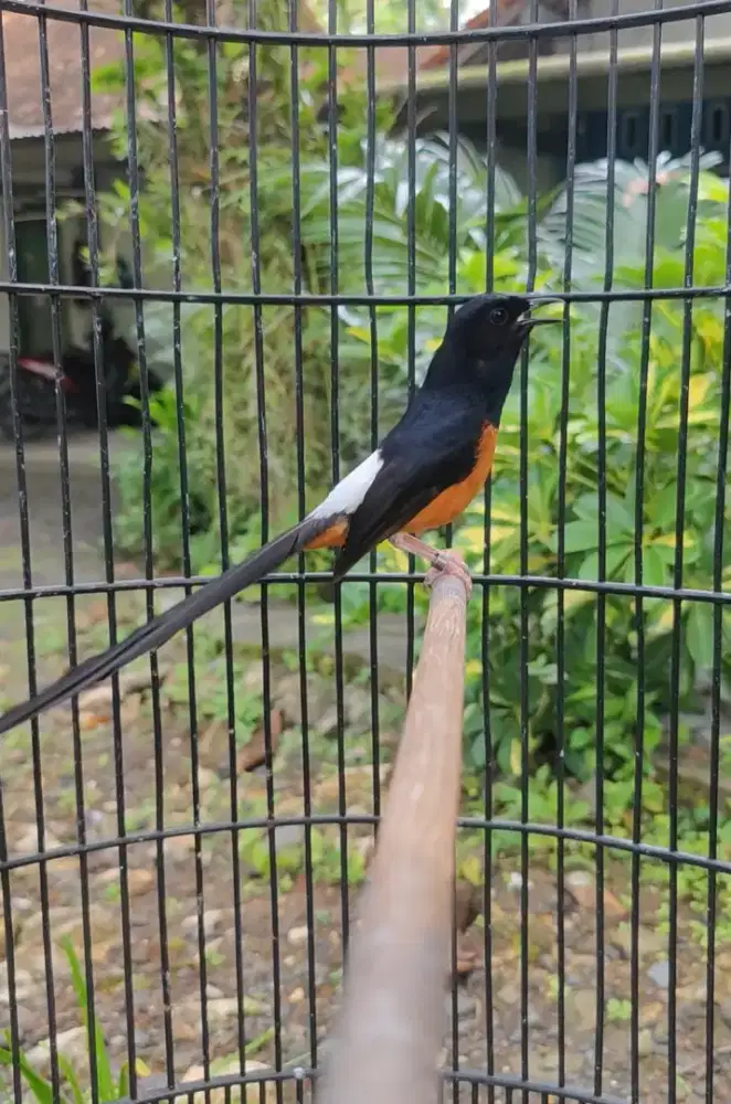 Murai jantan gacoor volume semelit