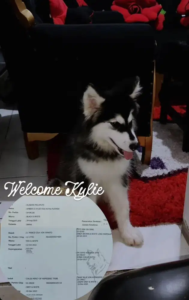 Alaskan malamute 3 bulan stabum vaksin