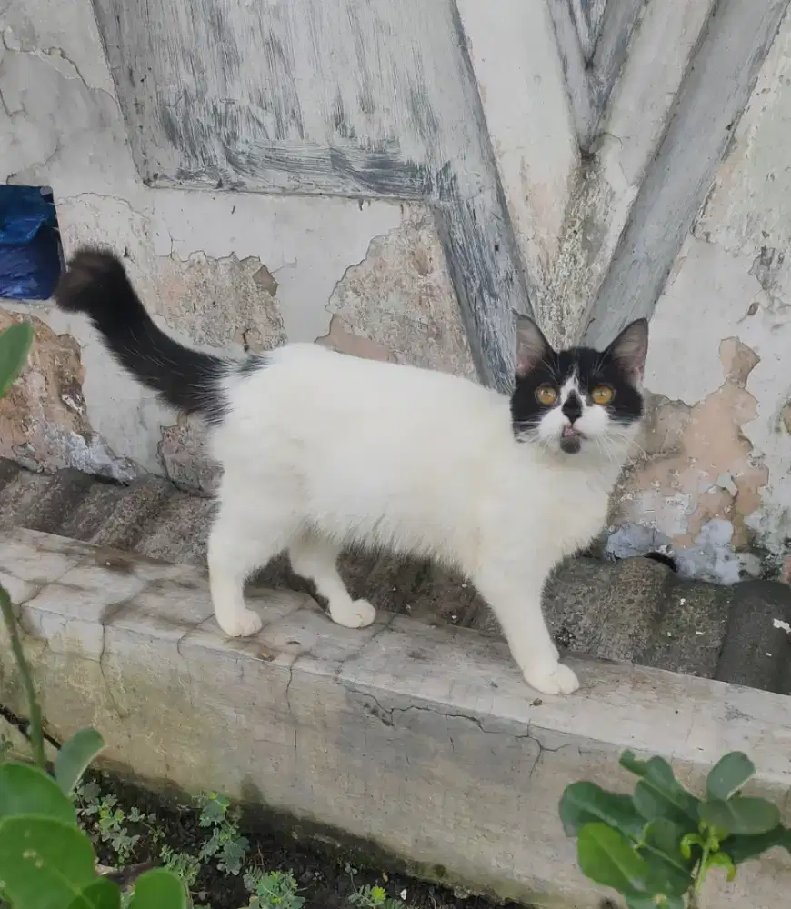 Gaelic straight NS Betina