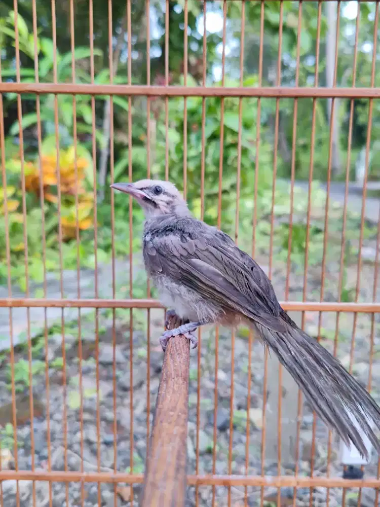 Cucak Rowo anakan body gede prospek