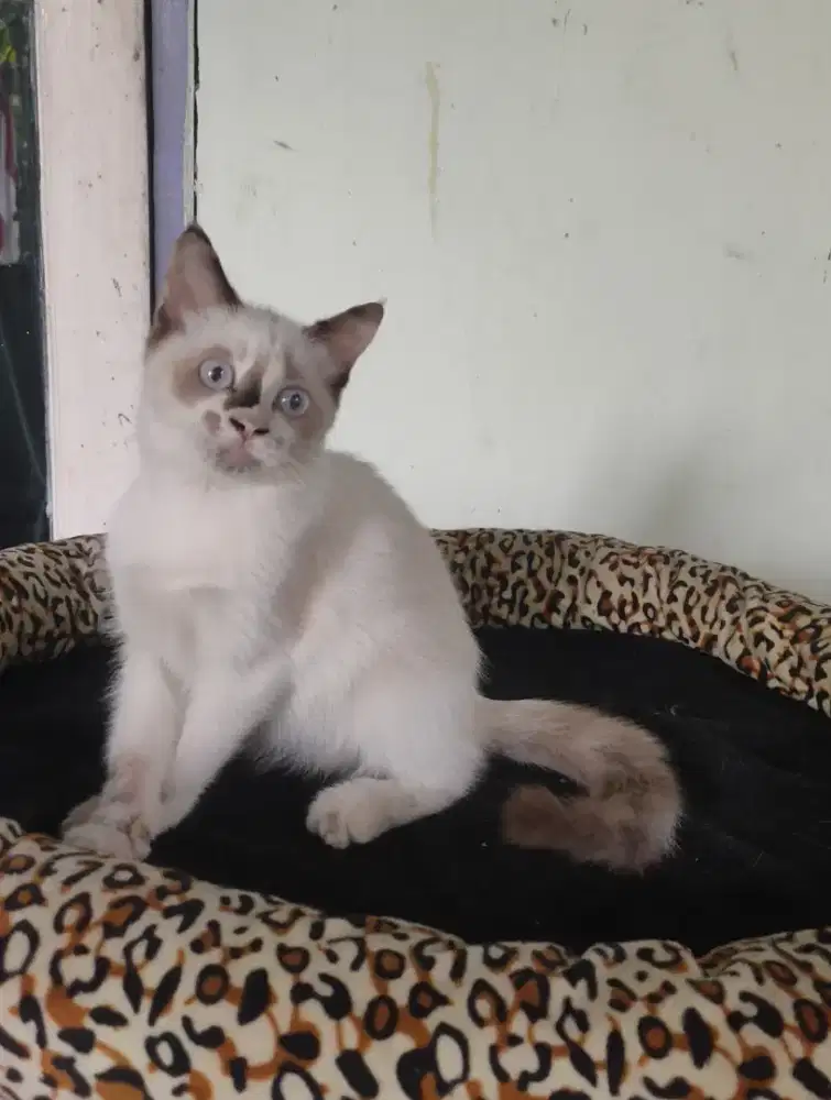 Kitten motif ragdol mata biru