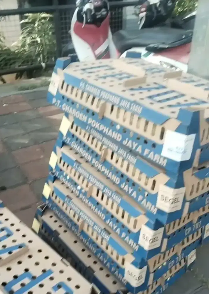 Doc bibit ayam broiler super