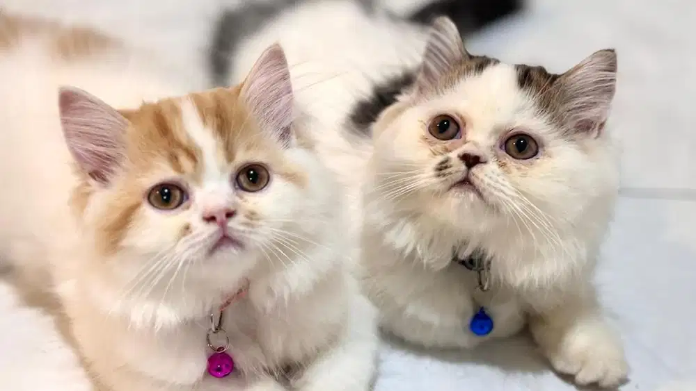 OPEN ADOPT !! Kitten Peaknose & Persia Long Hair