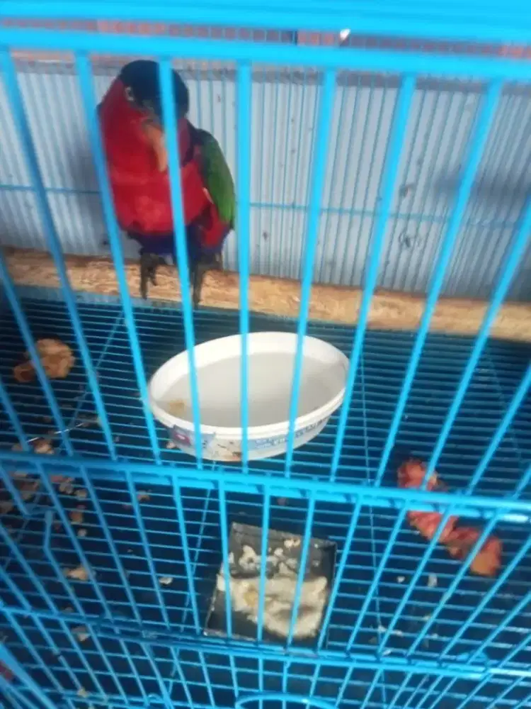 Burung  kepala hitam