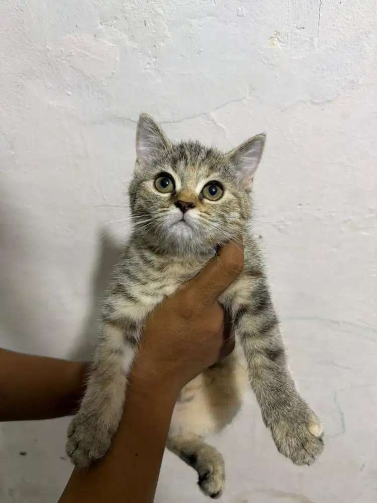 Bsh silver tabby, tortie