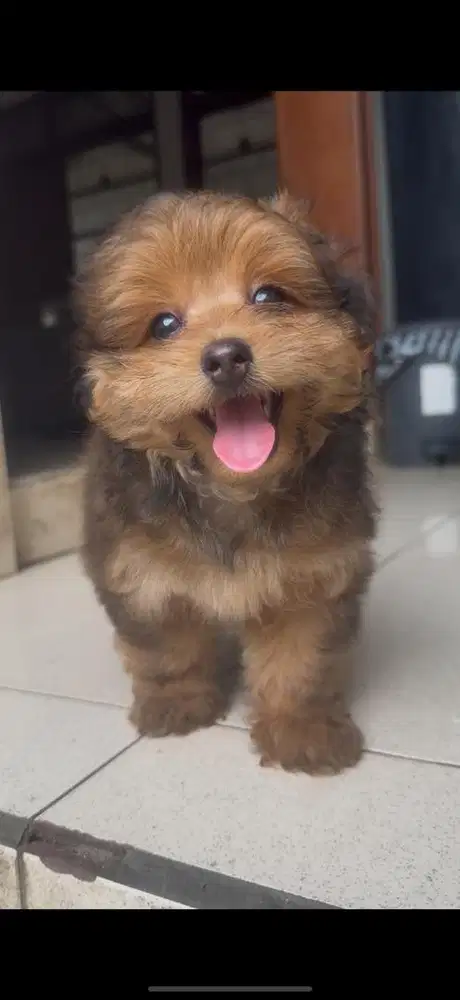 Pompo betina ( pom x poddle )