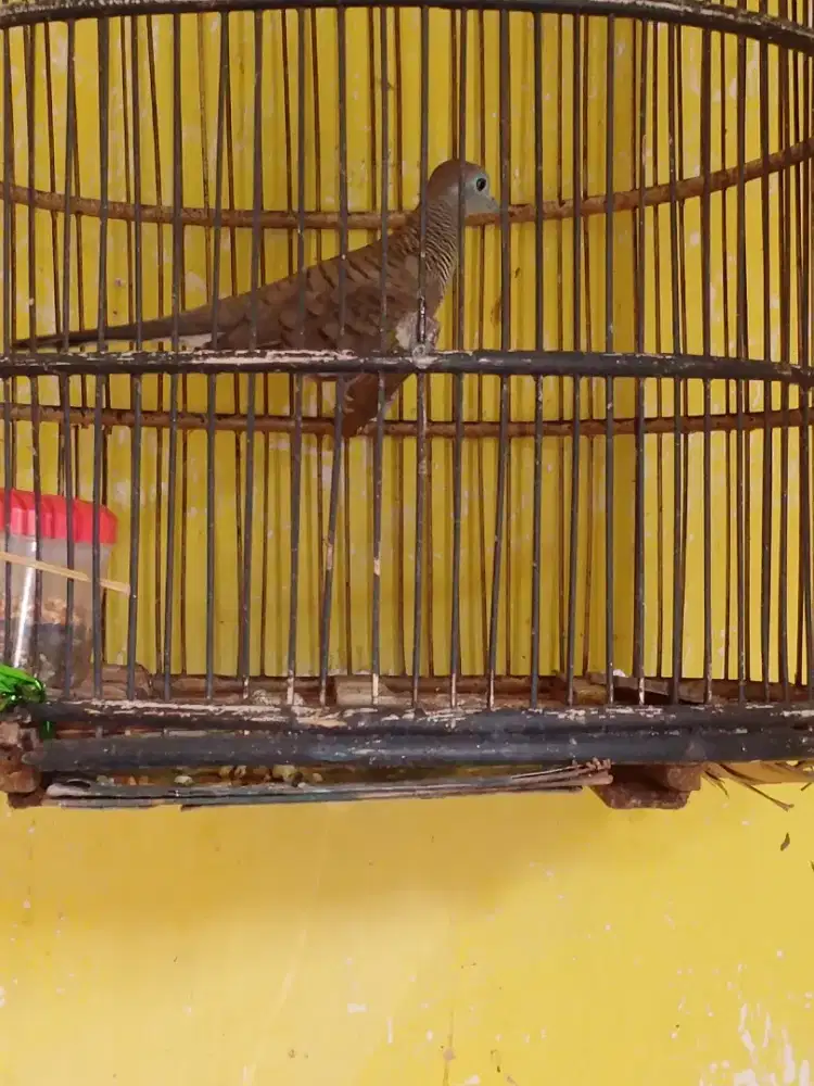 Bismillah..jual burung perkut lokal