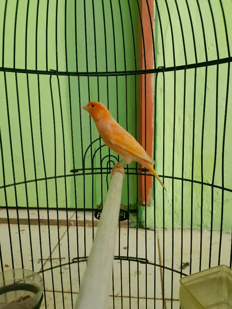 Kenari Gacor Warna Orange Frost