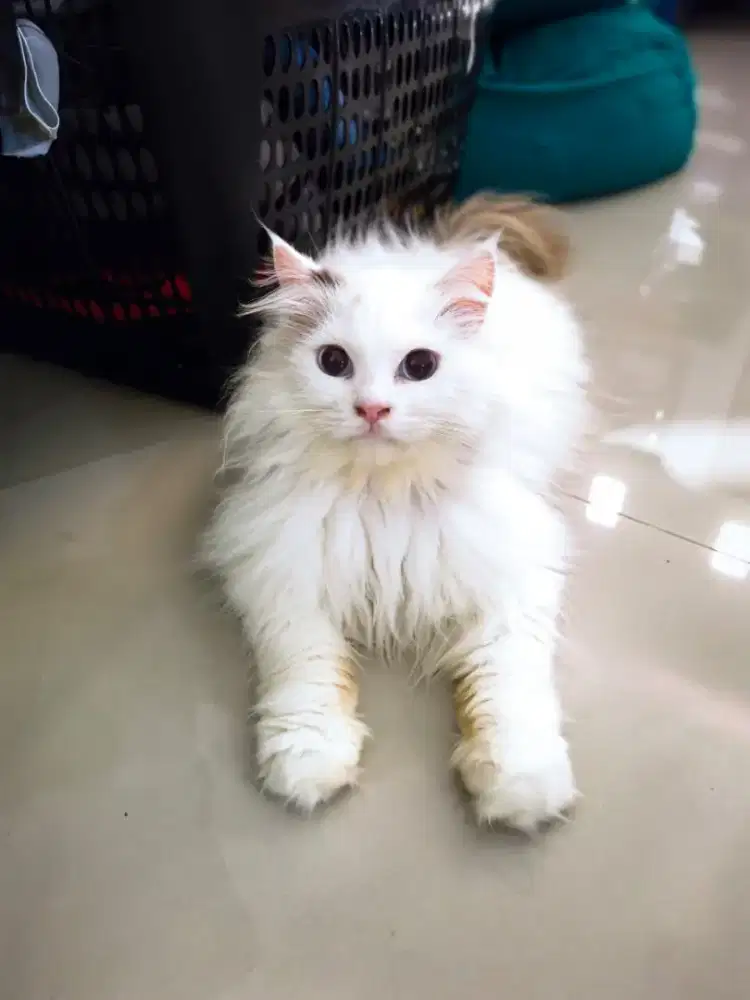 Persia mix ragdoll jantan
