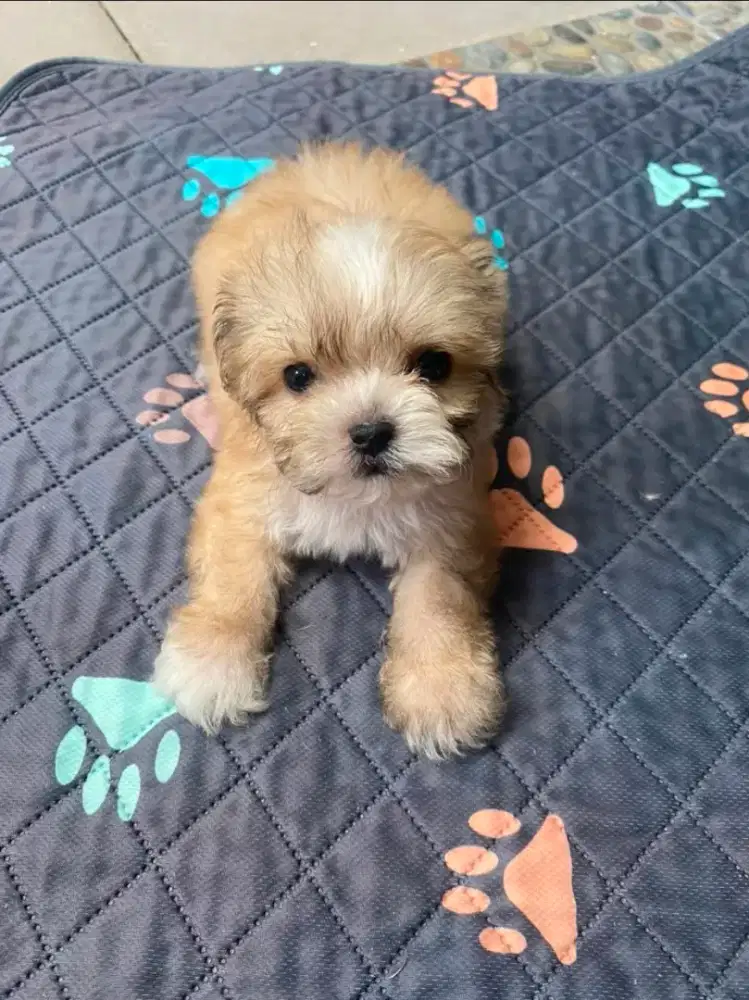 Cream Maltipoo Puppy