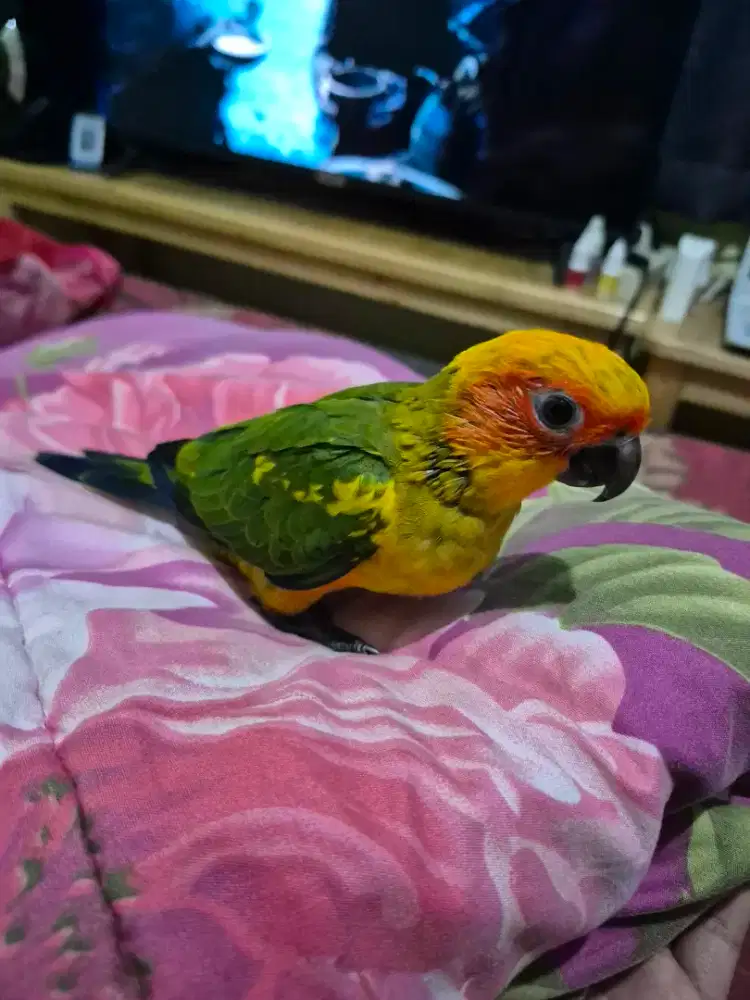 Sun Conure Baby