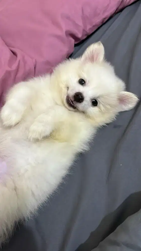 Anak Anjing Cihuahua Mixed Pomerian