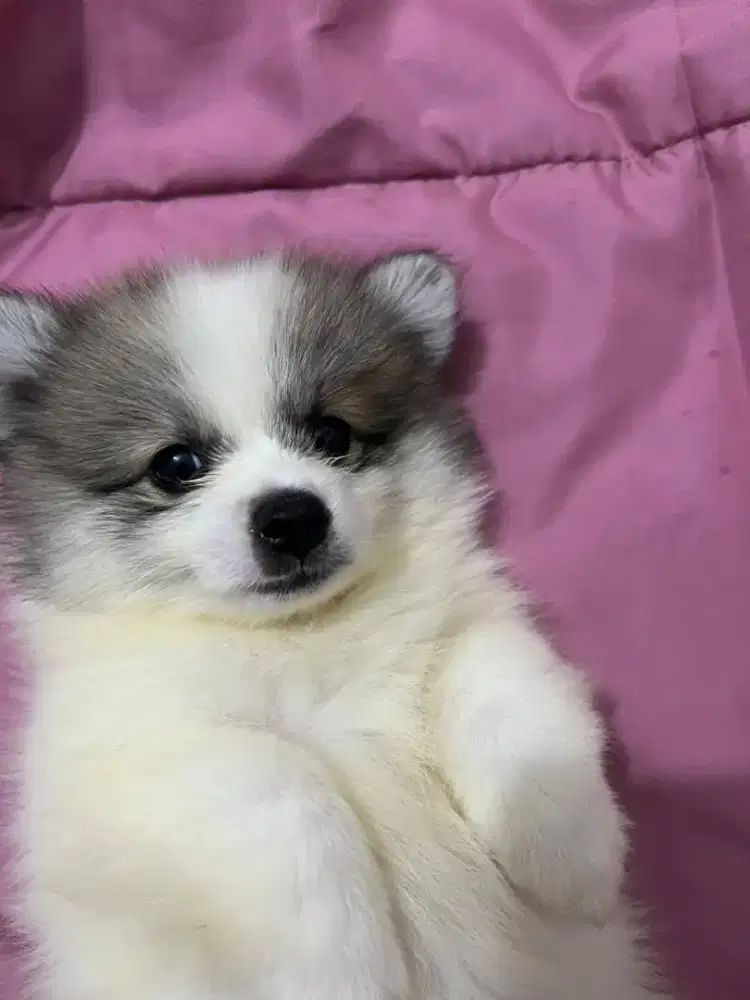 Anak Anjing Cihuahua Pomerian Mixed