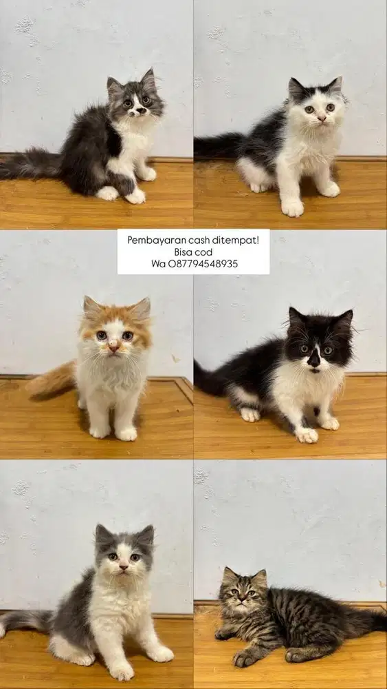 Kucing persia dan flatnose