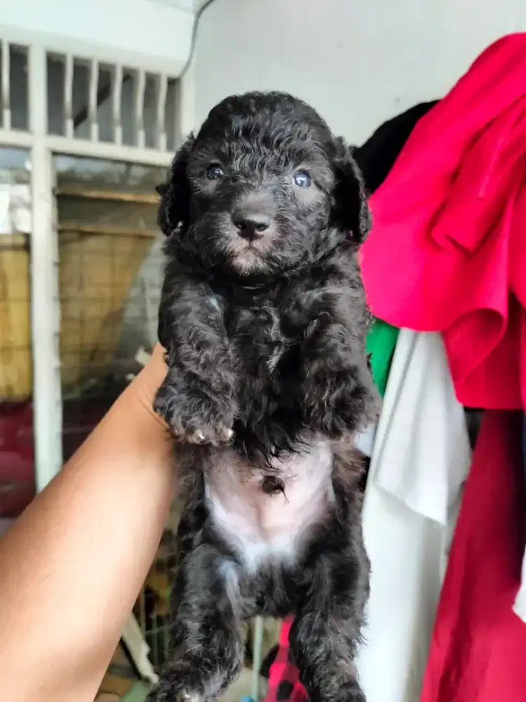 Ready Tiny poodle silver