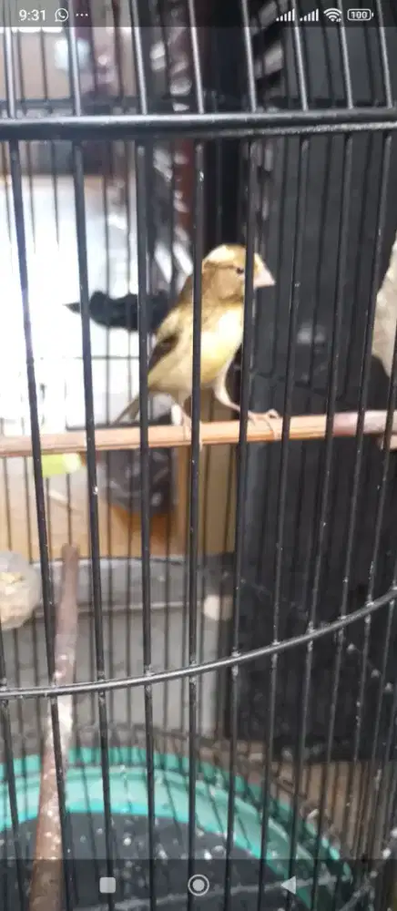 Jual burung kenari bon kuning