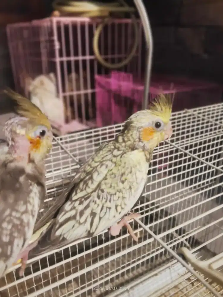 Anakan burung parkit Australia/cockatiel pearl