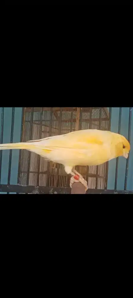 Kenari AF prospek lomba