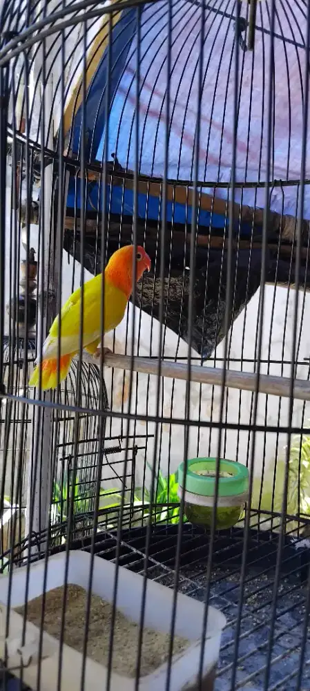 Lovebird lutino mh paud