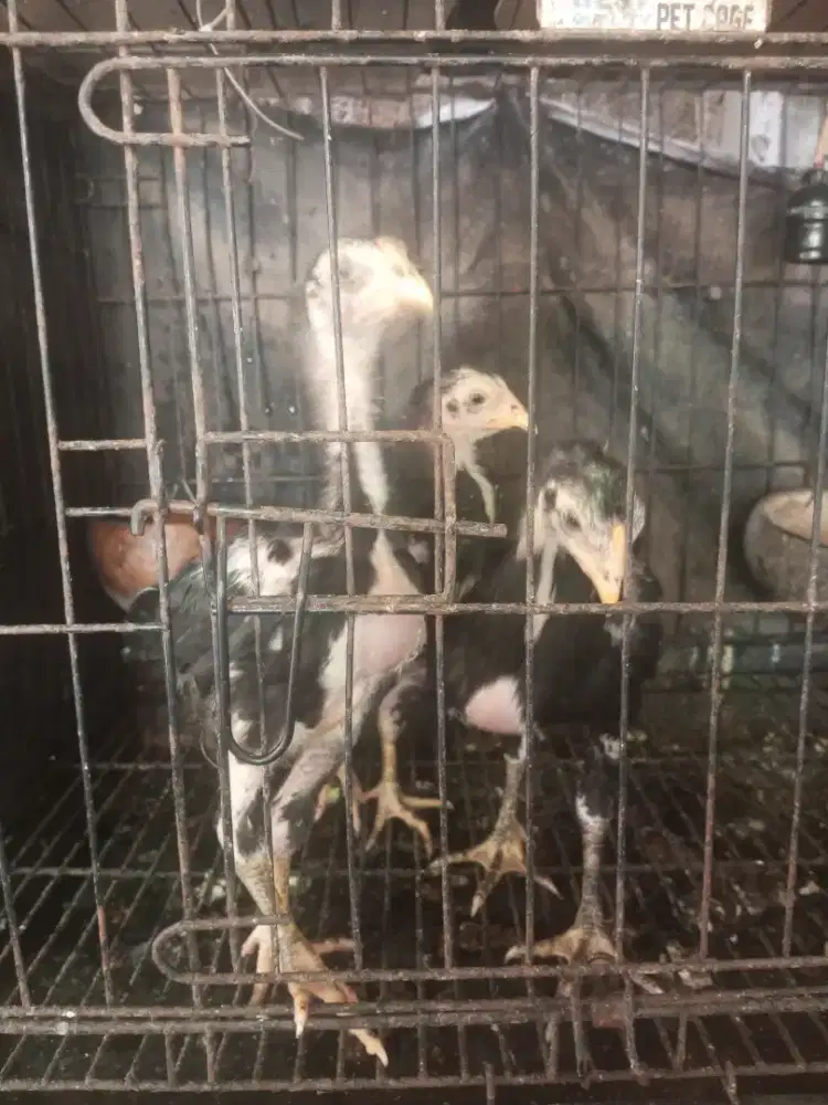 Anakan ayam bangkok pakhoy