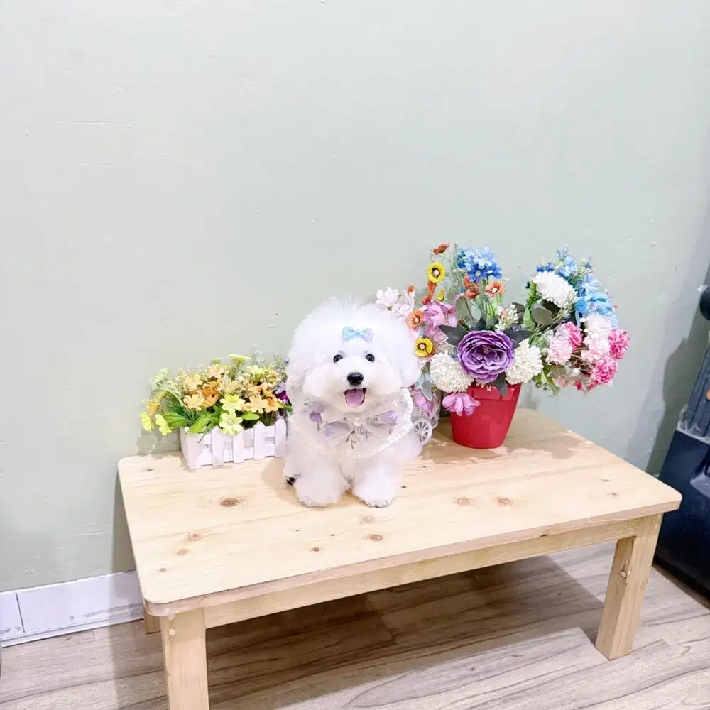Korean mini bichon frise male super cute face bloodline import korea