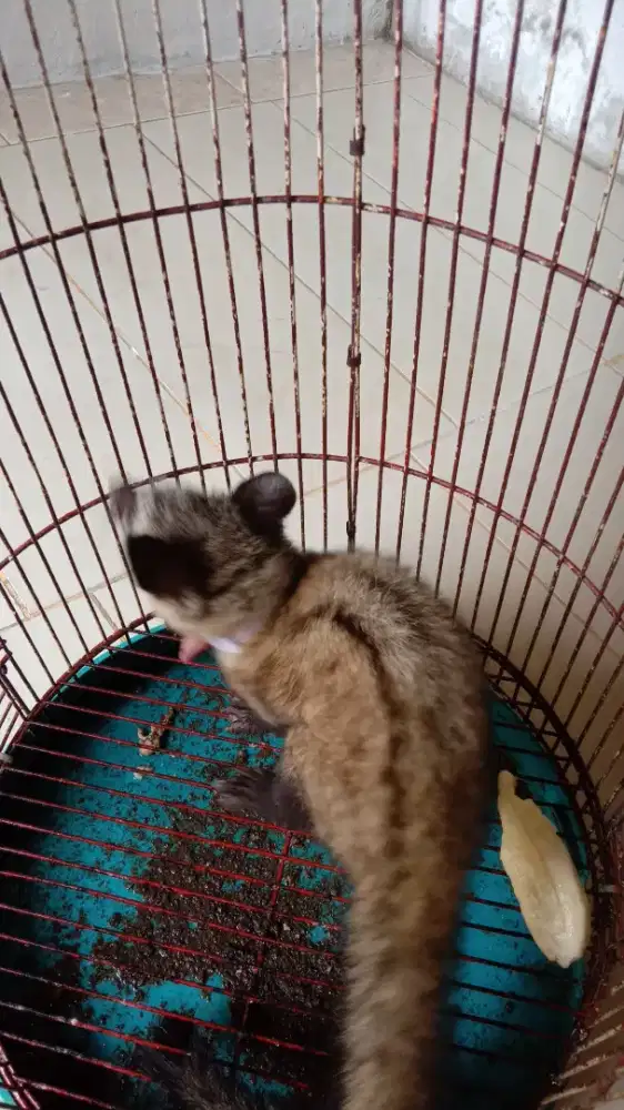 Musang pandan  anak