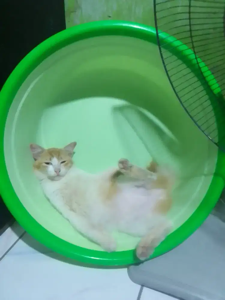 Mencari lowongan art yg bs pulang pergi