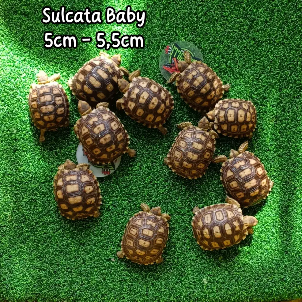 Sulcata Baby Size 5cm - 5,5cm