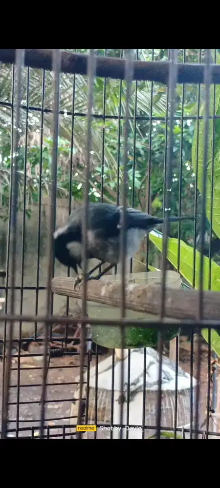 Gelatik sehat aktif rajin bunyi