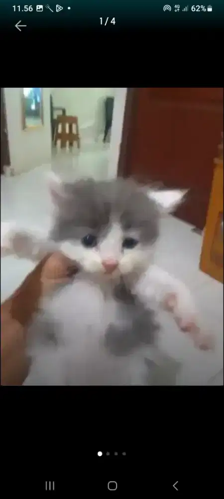 Persia betina umur 4 bln