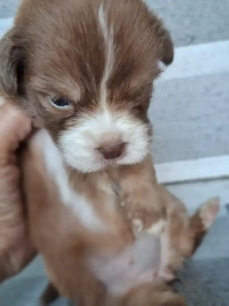 Open adopsi anjing umur 1 BLN mix anjing kampung /Shih Tzu