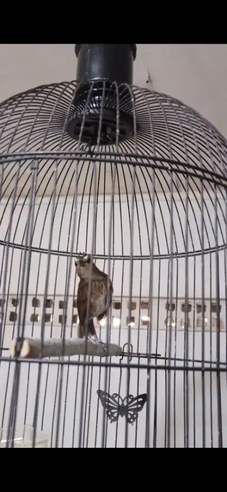 Burung Cingcoang/jongkangan GACOR TELER