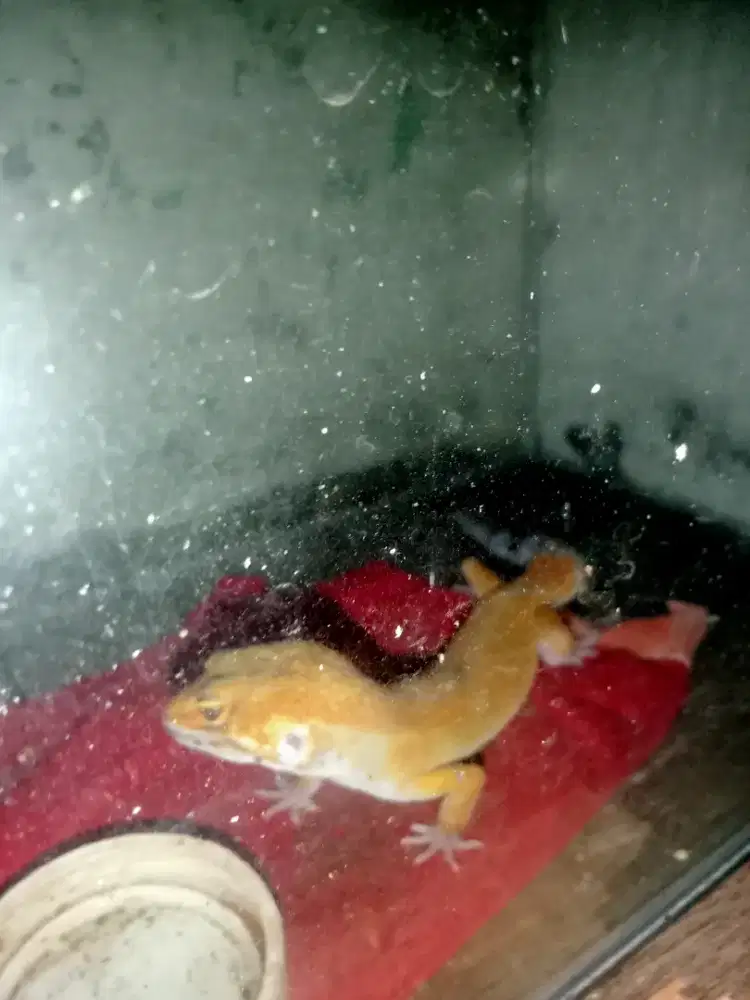 kadal atau jekko 20 cm