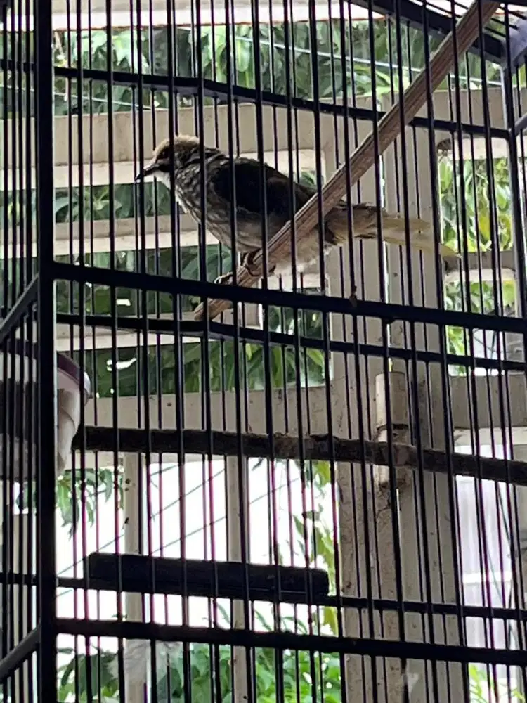 Dijual burung cucak rowo dewasa