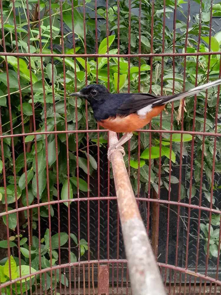 Murai MH mapan mabung