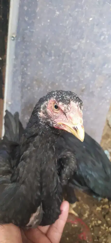 Anak  ayam  bangkok  usia  3 bulan