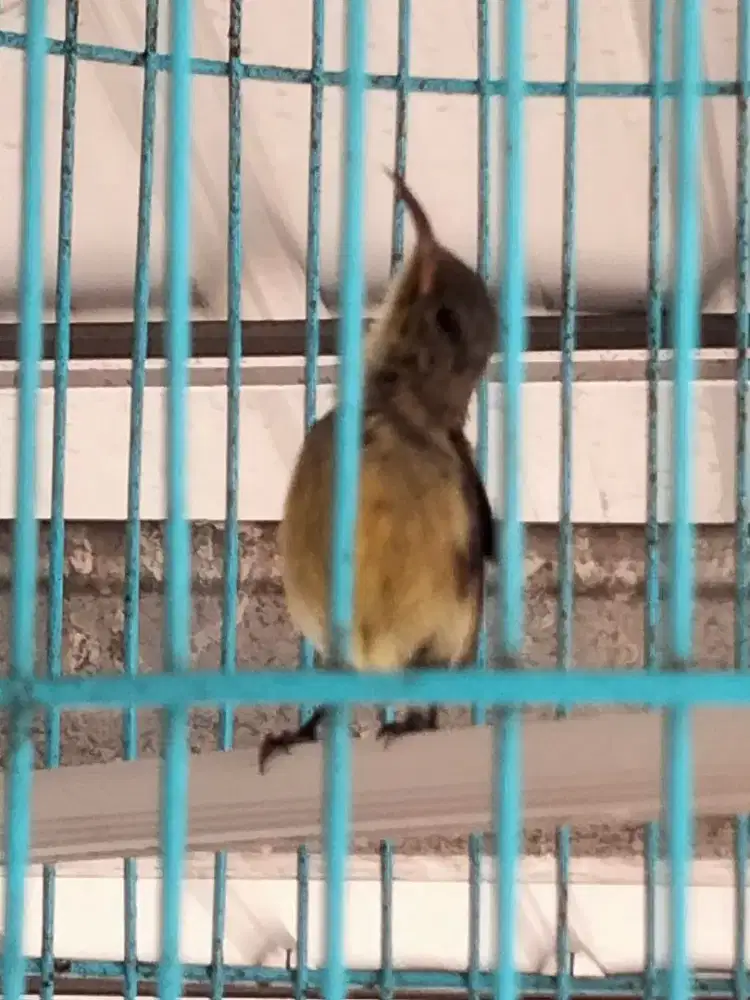 Konin trotolan gacor dor