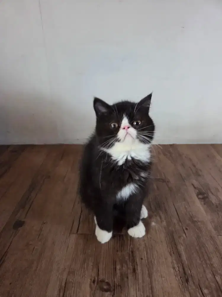 Kitten Persia Exo Shorthair Kucing Exotic