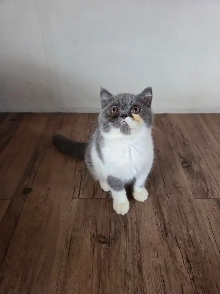Kitten Exotic Shorthair Persia Scottish Kucing